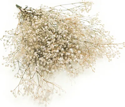 Produktbild von Shleierkraut Stabilisiertes - (Gypsophila) - Weißes