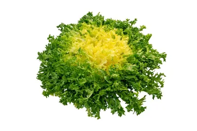 Produktbild von 1000 Samen Endiviensalat „Gloire de l’Exposition“ – Krause Endivie | Aromatisch & ertragreich | Für Garten & Hochbeet