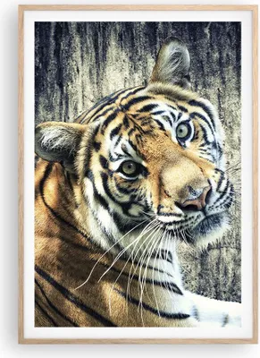 Produktbild von Gerahmtes Poster - Rahmen in heller Eiche - Indien stein tiger wild - 70x100 cm - Wand Bild - Wanddeko - Wandbilder - Wandposter - Bilderrahmen - Bilder - Kunstdruck - Wandbild - P2NPA70x100-2464
