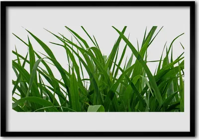 Produktbild von Bild 70x50 MDF-Rahmen Wandkunst Gras Natur Pflanze