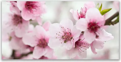 Produktbild von Glasbilder 120x60 Wandbild Druck auf Glas Blumen Pflanzen