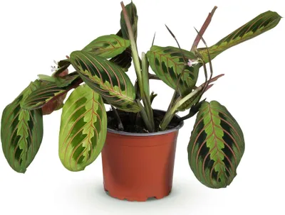 Produktbild von Maranta Fascinator Tricolour Gebetsblatt - Haustierfreundliche Zimmerpflanze