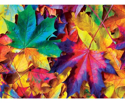 Productafbeelding van Herfstkoorts