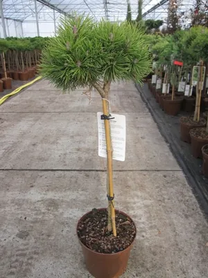 Produktbild von Pinus mugo Mops - Kugel-Kiefer Mops Stamm 40cm
