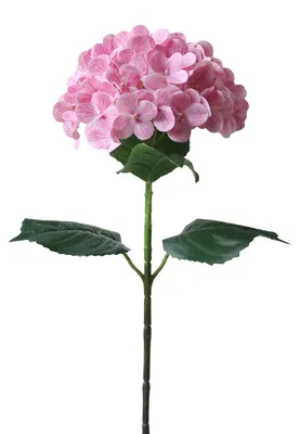 Produktbild von Künstliche Hortensien aus Seide – Hochwertig echt, mit weichen, flexiblen Stielen. Pflegeleichte Kunstblumen für Arrangements, Hochzeiten und als Dekoration für Zuhause.