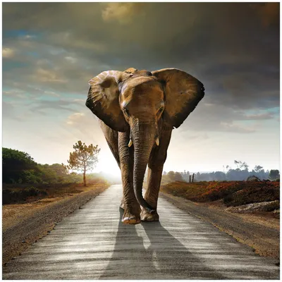 Produktbild von Wallario Möbeldesign -  Glasplatte, Schutzplatte mit Motiv - geeignet für Ikea Lack Tisch, Größe: 55 x 55 cm, Motiv: Elefant bei Sonnenaufgang in Afrika