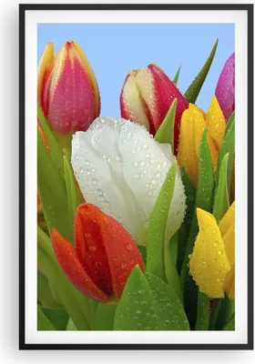 Produktbild von Gerahmtes Poster - Schwarzer Rahmen - Tulpen Blumenstrauß Blumen Tau - 61x91,5 cm - Wand Bild - Wanddeko - Wandbilder - Wandposter - Bilderrahmen - Bilder - Kunstdruck - Wandbild - P2BPA61x91-2526