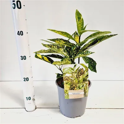 Immagine prodotto di Aucuba japonica 'Crotonifolia' - Aucuba giapponese | 30-40 cm in vaso