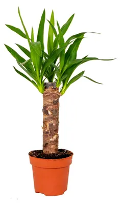 Produktbild von Yucca Elephantipes - Yucca Palme - Palmlilie - Zimmerpflanze - Pflegeleicht - Luftreinigend - Höhe 30-40 cm - Topf 12 cm