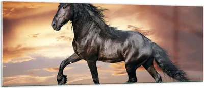 Produktbild von Bilder auf glas - Pferd Tier Wiese - 140x50cm - Glasbilder - Wandbilder - Kunstdruck - zum Aufhängen bereit - Wanddekoration aus Glas - Glas Bilder - Wandbild auf Glas - Einteilig - GAB140x50-2608