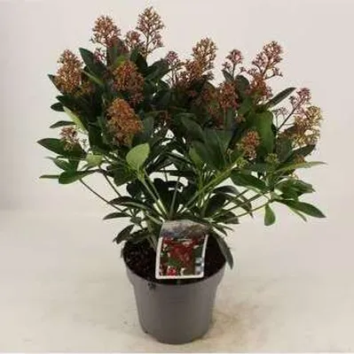 Immagine prodotto di Skimmia jap. 'Rubella' - Skimmia giapponese Rubella 30- + cm - Contenitore