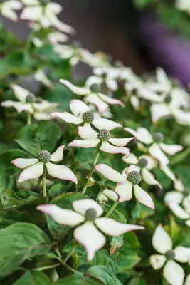 Produktbild von Cornus kousa chinensis 'Kea', Chinesischer Blumen-Hartriegel, 60–80 cm