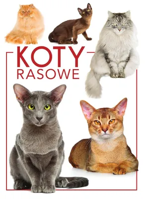 Produktbild von Koty rasowe