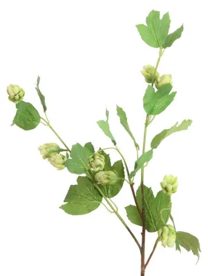 Produktbild von Künstlicher HOPFENZWEIG ca 74cm. mit Hopfendolden. GRÜN.