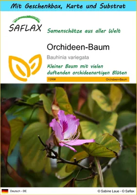 Produktbild von SAFLAX - Geschenk Set - Orchideen-Baum - 8 Samen - Mit Geschenk- / Versandbox, Versandaufkleber, Geschenkkarte und Anzuchtsubstrat - Bauhinia variegata