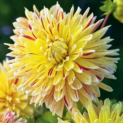Produktbild von Dahlie Knolle Blüten Sommerblumen Herbstblumen Dekorative Dahlie Cambridge 1 St.