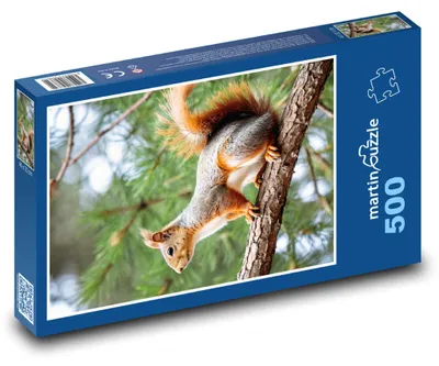Zdjęcie produktu dla Puzzle 500 Wiewiórka na gałęzi drzewa - martinpuzzle