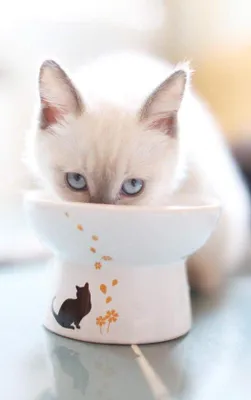 Obrázek produktu pro Malá porcelánová miska pro kočky, s ochranou proti zpětnému toku