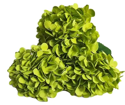 Productafbeelding van Hortensiaboeket, kunstzijde, decoratie voor binnenshuis, lichtgroen - 3 stuks
