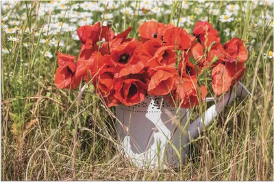 Produktbild von ARTland Wandbild Alu für Innen & Outdoor Mohnblüten im Feld Größe: 90x60 cm