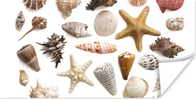 Produktbild von MuchoWow® Poster Muschel - Seestern - Weiß 40x20 cm - Poster für die Wand - Poster Schlafzimmer