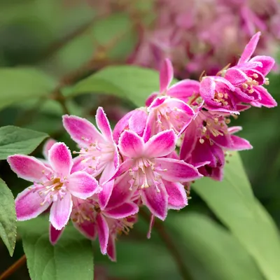 Obrázok produktu pre Krík hviezdickový Deutzia hybrida Strawberry Fields s ružovými kvetmi, výška