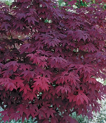Produktbild von BALDUR Garten 1x Japanischer Ahorn 'Burgund', Pflanze im 12 cm-Topf, Ahornbaum, rote Blätter, winterhart, sehr pflegeleicht, Acer palmatum atropurpureum, Fächerahorn-Rarität