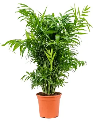 Obrázok produktu pre Gardners Chamaedorea elegans, priemer 21 cm