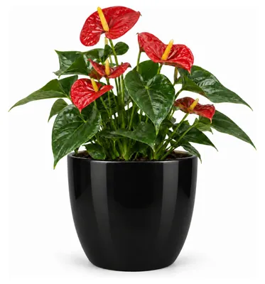 Produktbild von Floran Blumentopf/Pflanztopf Boule - schwarz - Keramik - 28 x 25 cm
