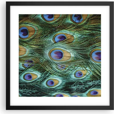Produktbild von Gerahmtes Poster - Schwarzer Rahmen - Pfauen Feder Makro - 40x40 cm - Wand Bild - Wanddeko - Wandbilder - Kunstposter - Wandposter - Bilderrahmen - Bilder - Kunstdruck - Wandbild - P2BAC40x40-4159