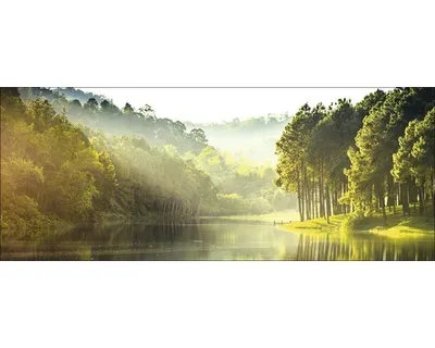 Produktbild von Glasbild Forest Atmosphere I 125x50 cm