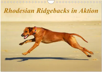 Produktbild von Rhodesian Ridgebacks in Aktion (Wandkalender 2026 DIN A4 quer), CALVENDO Monatskalender