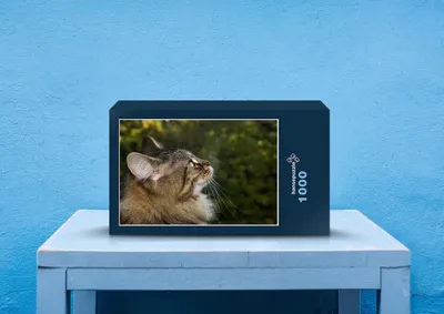 Produktbild von hansepuzzle 73748 - Katze Puzzle, 1000 Teile, Tierwelt, 60,0 x 46,0cm mit hochwertiger Aufbewahrung, Kartonbox und wiederverschließbarem Beutel