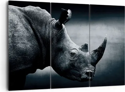 Produktbild von Bild auf Leinwand - Leinwandbild - 3 Teile - Nashorn Schwarzweiß Porträt - 165x110cm - Wand Bild - Wanddeko - Wandbilder - Leinwanddruck - Bilder - Wanddekoration - Leinwand bilder - CE165x110-4347