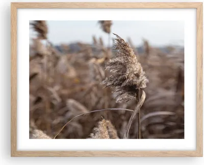 Produktbild von Gerahmtes Poster - Rahmen in heller Eiche - Boho Ähren Gras - 50x40 cm - Wand Bild - Wanddeko - Wandbilder - Kunstposter - Wandposter - Bilderrahmen - Bilder - Kunstdruck - P2NAA50x40-4763