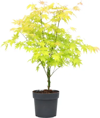 A potted Japanese Maple tree with light green and yellow leaves against a white background.