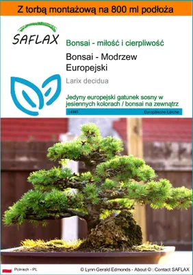Zdjęcie produktu dla SAFLAX - Garden in the bag - Bonsai - Modrzew Europejski - 75 Nasiona - Z podłożem uprawowym w praktycznej, samorozkładającej się torbie - Larix decidua