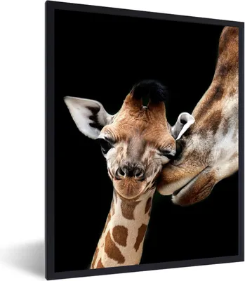 Produktbild von MuchoWow® Gerahmtes Poster Giraffe - Tiere - Schwarz - Porträt - Tiere 60x80 cm - Poster mit Schwarzem Bilderrahmen Wandposter Rahmen Foto Bilder - Premium - Wanddeko Wohnzimmer