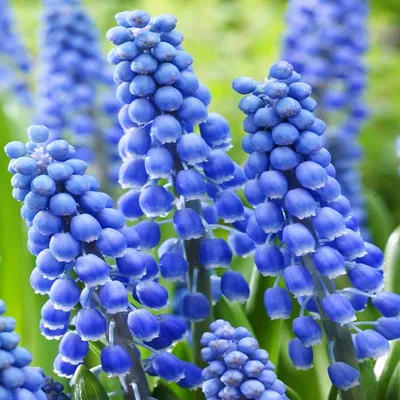 Immagine prodotto di Bulbi di fiori di Muscari Bulbi di fiori di giacinto d'uva Big Smile 10 pz.