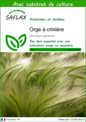Image de SAFLAX  - Orge à crinière - 70 graines - Avec substrat - Hordeum