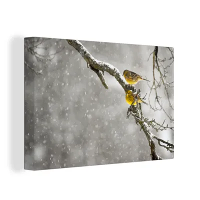 Zdjęcie produktu dla OneMillionCanvasses® - Obrazy na płótnie - 150x100 cm, Yellowhammer - Snow - Bird, grafika ścienna, dekoracja ścienna