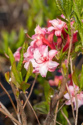 Zdjęcie produktu dla Rhododendron luteum 'Corneille', żółty, 40-50 cm