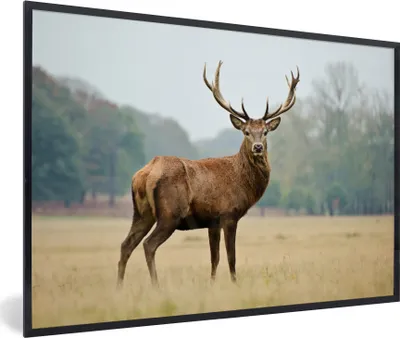 Produktbild von MuchoWow® MuchoWow® Gerahmtes Poster Hirsche - Tiere - Geweihe 90x60 cm - Poster mit zchwarzem Bilderrahmen - Fotorahmen - Foto-Plakat