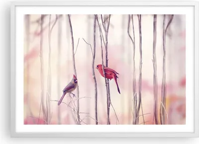Produktbild von Gerahmtes Poster - Weißer Rahmen - Vögel Kardinal Scharlachrot - 70x50 cm - Wand Bild - Wanddeko - Wandbilder - Wandposter - Bilderrahmen - Bilder - Kunstdruck - Wandbild - P2WAA70x50-4256