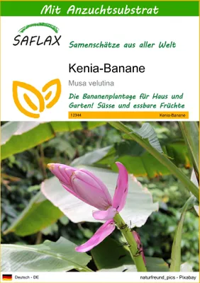 Produktbild von SAFLAX - Kenia-Banane - 8 Samen - Mit keimfreiem Anzuchtsubstrat - Musa velutina