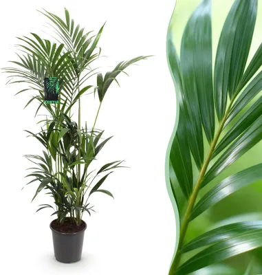 Immagine prodotto di Howea Forsteriana - Palma Kentia - Bassa manutenzione - Verde - 160-170cm - Ø27cm - Pianta d'appartamento - Sempreverde