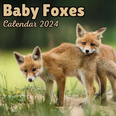 Fuchsbabys Kalender 2024 – 16 Monate, September 2023 bis Dezember 2024