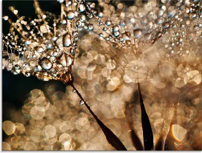Produktbild von ARTland Glasbild Pusteblume Goldschimmer Größe: 60x45 cm