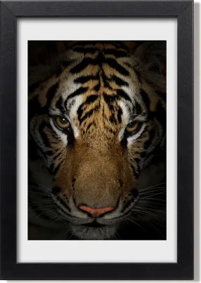 Produktbild von Bild 20x30 MDF-Rahmen, Wandkunst Tiger