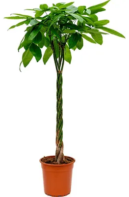 Obrázek produktu pro Nieuwkoop Europe BV Pachira aquatica, průměr 27 cm